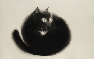 Black cat white background chen - a charcoal drawing free wallpaper