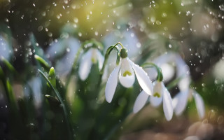 White flowers water drops bokeh - green leaf and grass free wallpaper