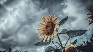 Sunflower cloudy sky daniel lieske - a sunflower free wallpaper