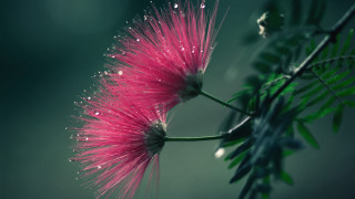 Pink flower water droplets dark - a green leafy branch free wallpaper
