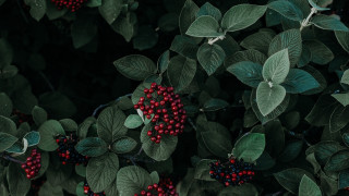 Berry leaf macro nature flower - red berry free wallpaper for desktop