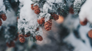 Pine snow cones blurry background - a pine tree free wallpaper