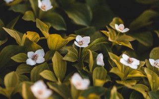 White flowers green leaves bokeh 2 - a garden area free wallpaper