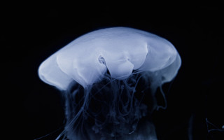 White jellyfish dark biolu minescence - bioluminescence free wallpaper