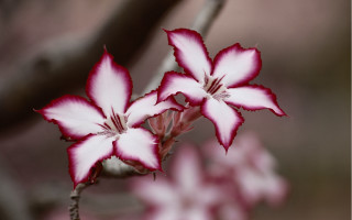 Flower branch cherry blossoms macro - blurry background of flowers free wallpaper