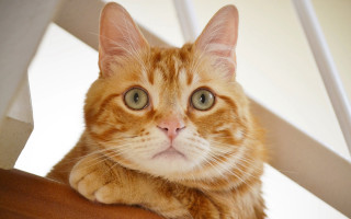 Sad cat on chair black - symmetrical eye free wallpaper