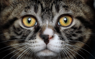 Cat yellow eyes serious closeup - symmetrical eye free wallpaper