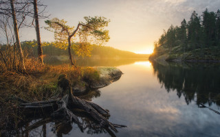 Lake tree stump sunset forest - artur tarnowski free wallpaper
