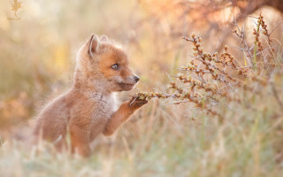 Small fox cub branch curious - a curious look free wallpaper