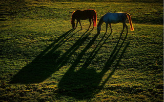 Grazing horses shadows field art - two horse free wallpaper