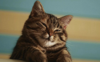 Cat sleeping pillow furry pastel - dan content free wallpaper