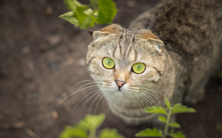 Cat green eyes plant dirt - e. william gollings free wallpaper