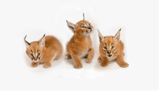 Three kittens white background blue 2 - incoherent free wallpaper