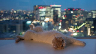 Cat window sill cityscape bokeh - a cityscape free wallpaper