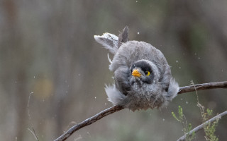Bird aurora snowy night starry - a yellow beak free wallpaper