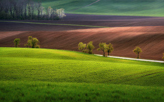 Green field trees dirt road - a green field in the foreground free wallpaper