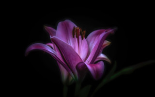 Purple flower black background home - ann thetis blacker free wallpaper for desktop
