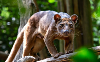 Small animal forest branch blurry - a tree branch in the forest free wallpaper