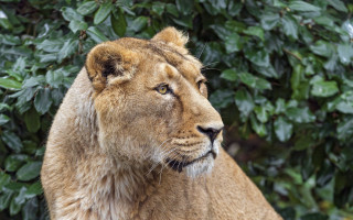 Lion closed eyes bush trees - its eye free wallpaper