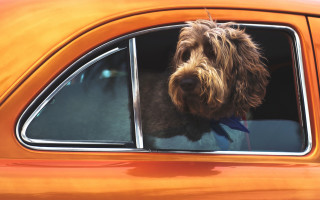 Dog bowtie car window orange - a bow tie free wallpaper