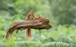 Squirrel tree branch woods naturalism - back leg free wallpaper