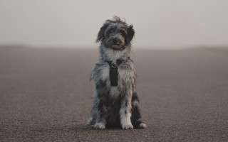 Dog fur collar tie foggy - its neck free wallpaper