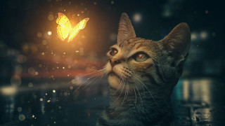 Cat butterfly night sky glowing - the dark night sky free wallpaper
