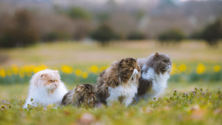 Cats flower field bokeh focus - assemblage free wallpaper