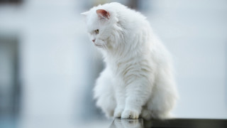 White cat table building camera - the cat free wallpaper