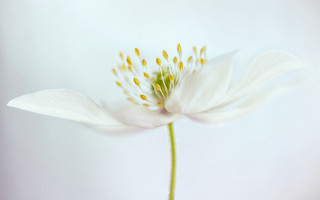 White flower yellow stamens macro 4 - soft free wallpaper for desktop