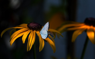 Blue butterfly yellow flower macro - a yellow flower free wallpaper