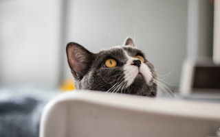 Cat eyes yellow patch ascii - its face and nose free wallpaper