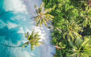 Beach palm trees ocean boat - a blue ocean in the background free wallpaper