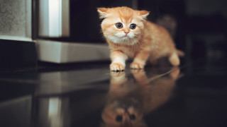 Small orange kitten microwave reflection - a small orange kitten free wallpaper