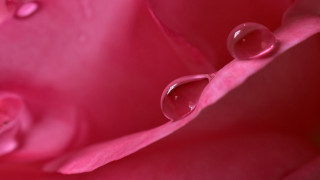 Pink flower water droplets macro 28 - a white flower free wallpaper for desktop