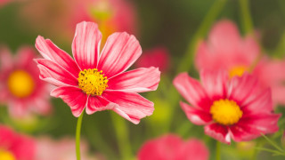 Pink flower field bokeh daisy - yellow center free wallpaper