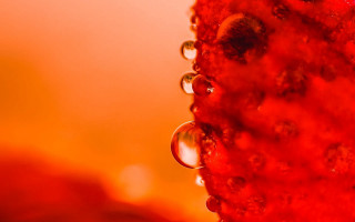 Red water droplets yellow background - a red substance free wallpaper