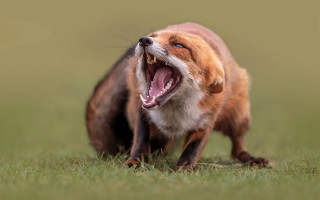 Fox open mouth furry macro - a fox free wallpaper