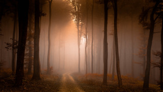 Foggy forest path sunshine autumn - a path in the middle of a forest free wallpaper