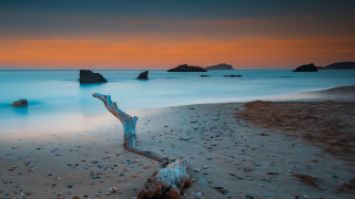 Tree branch beach sunset ocean - cinematic landscape free wallpaper