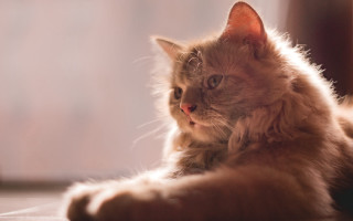 Cat laying floor backlighting shiba - a portrait free wallpaper