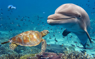 Dolphin turtle fish coral reef - fish free wallpaper