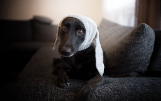 Dog hat couch room window - harlem renaissance free wallpaper