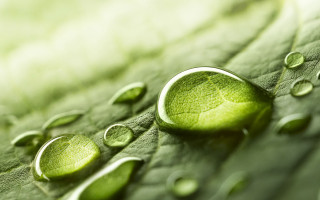 Water drops leaf macro green 2 - a light reflection free wallpaper