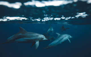 Dolphins shark ocean light rayonism - the water surface free wallpaper