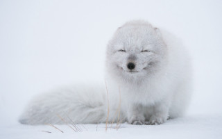 White fox closed eyes snow - free cats wallpaper