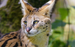 Cat blue eyes blurry background - a close up of a cat free wallpaper for desktop