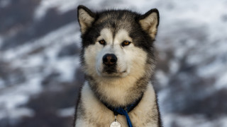 Husky blue leash snowy mountain - handsome free wallpaper