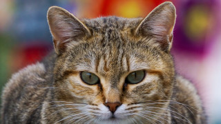 Cat green eyes shallow depth 2 - green eye free wallpaper for desktop