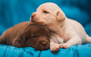 Puppies cuddle blue blanket blue - renaissance free wallpaper
